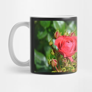 A rose with it's buddies Mug